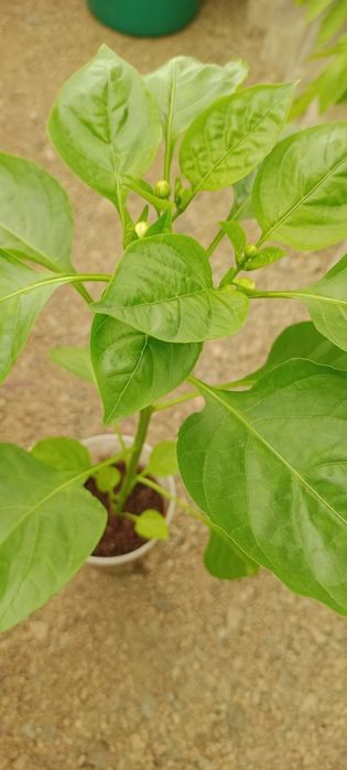 Рассада перцев сладких и острых