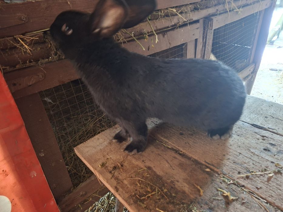 Mascul Janet de fluture german își cauta o căsuța  noua