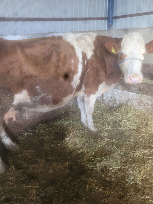 Vând vaca gestanta de 5 luni