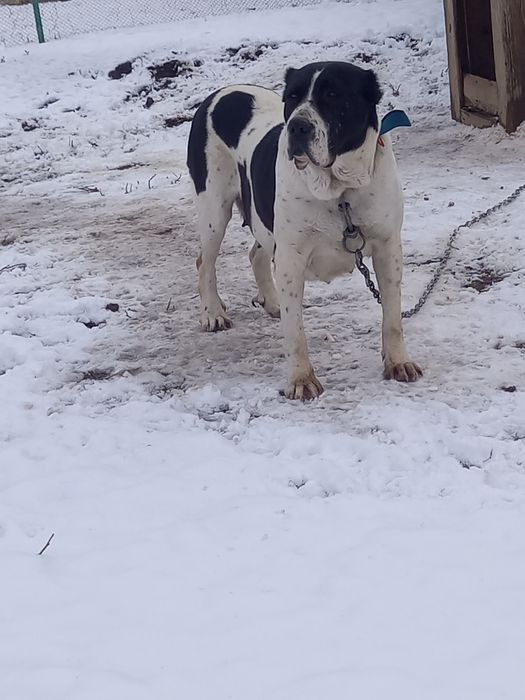 Мощная Сука хороших кровей.