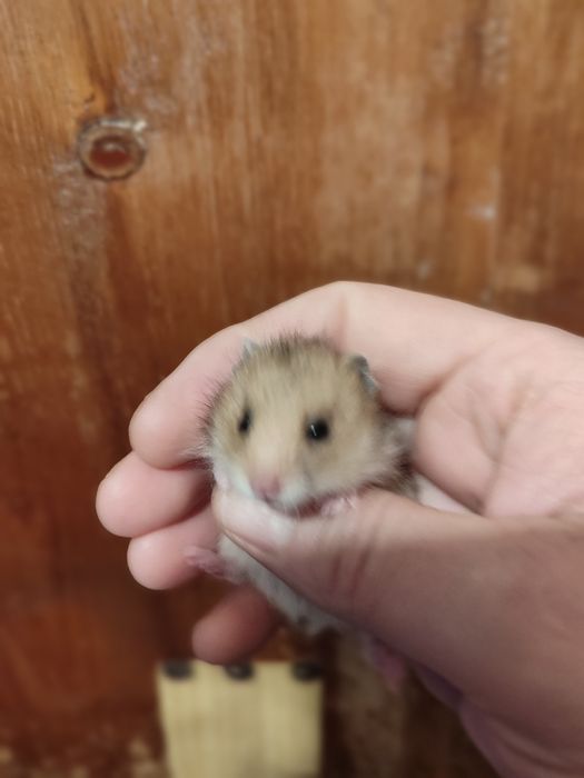 Хомячки сирийские молодые разных расцветок Смотрите 4фото Читайте опис
