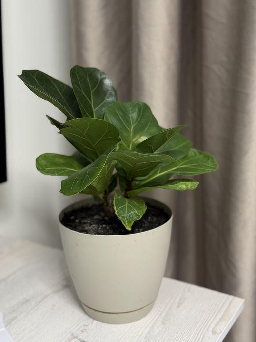 Лирата бамбино, фикус