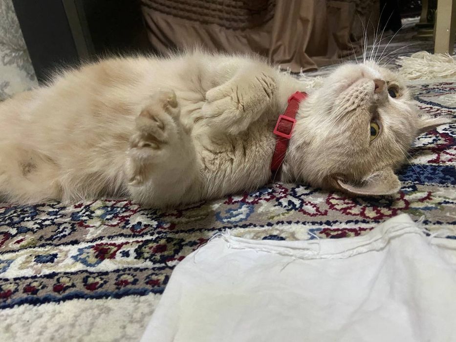 Кошка короткошерстная британка