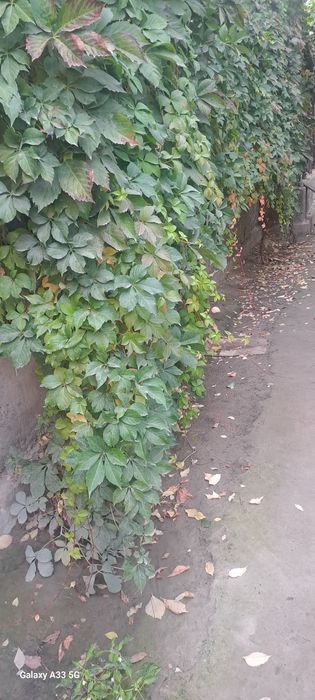 Manzara optom narxlarda