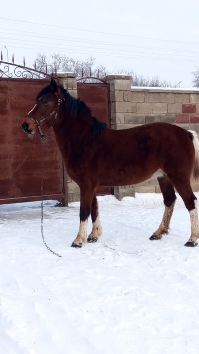 Продам крупную бие.