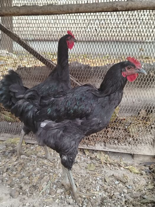 Qorashahzoda jo'ja xo'rozlar sotiladi