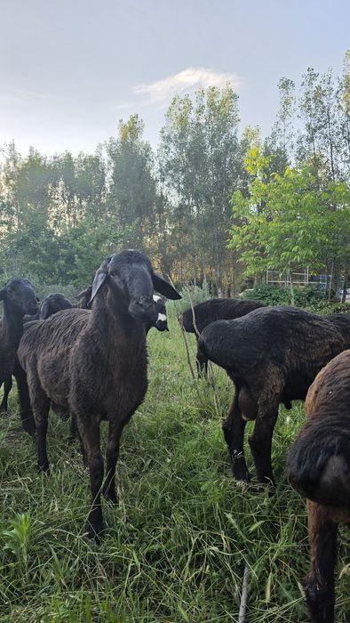 Куйлар сотилади, Овца, Бараны