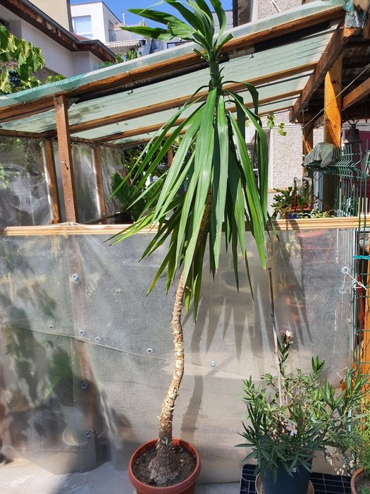 Юка  2м висока в сагсия