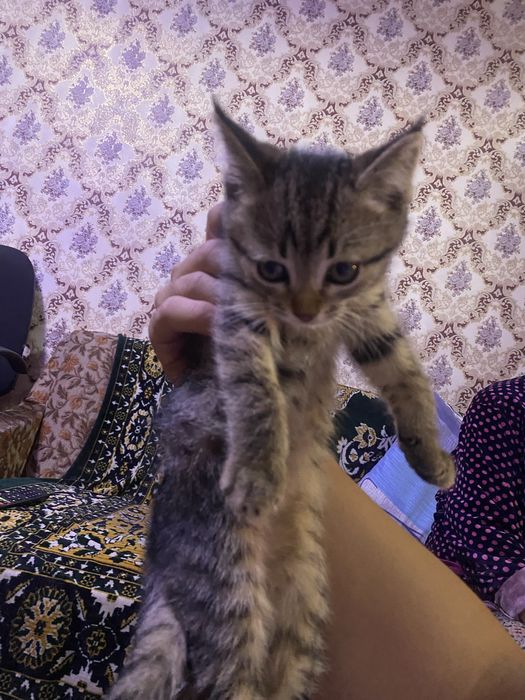 Котята бесплатно айнабулак
