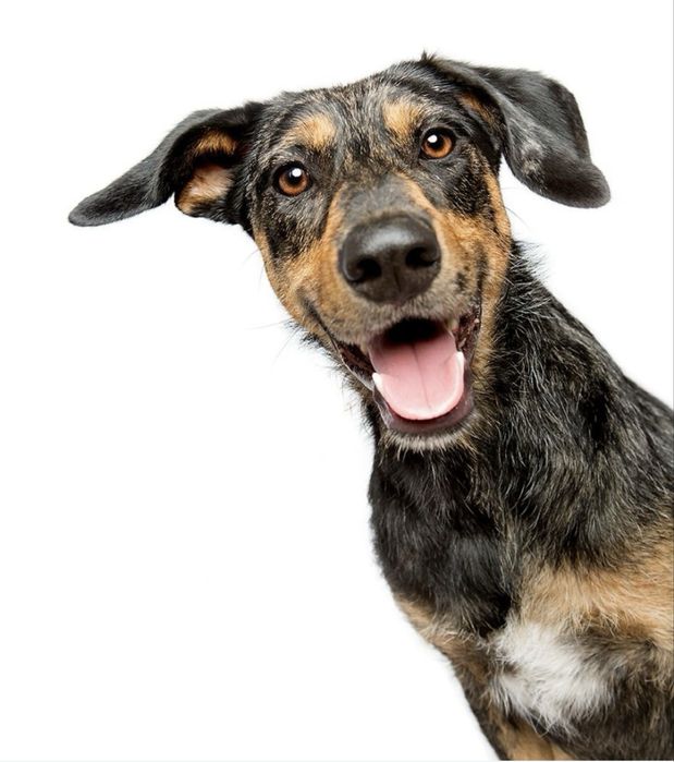 Жақсы күзетші іздейсіз бе? Бізде бар!