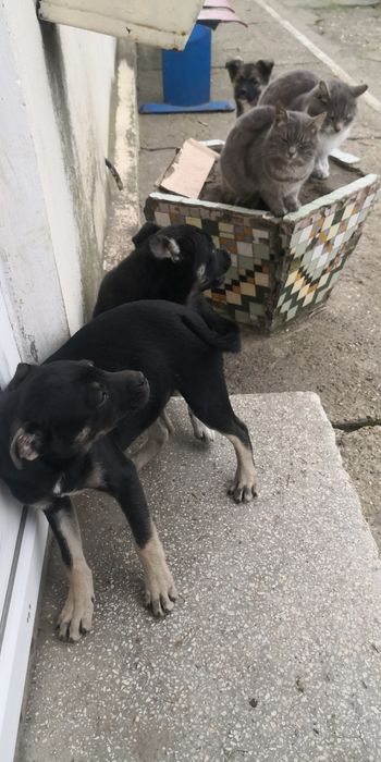 Donez  6 căței ,4 femele,2 masculi,varsta 3 luni