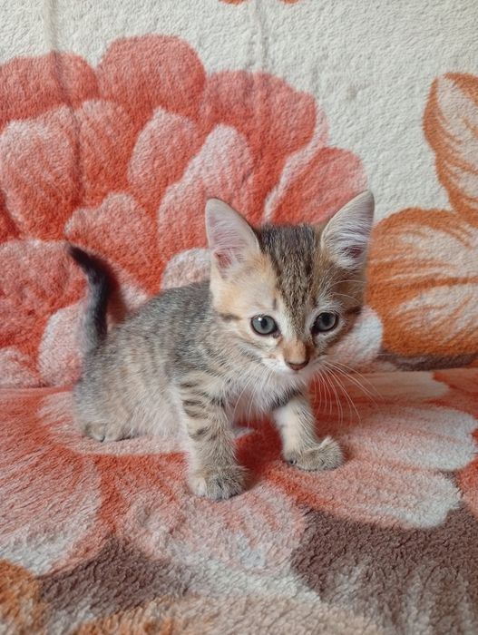 Отдам котенка в новый дом