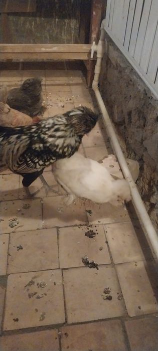 Брамма япан тухумлари сотилади