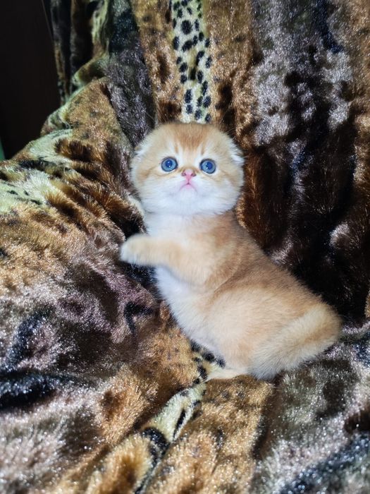 Золотая шиншилла