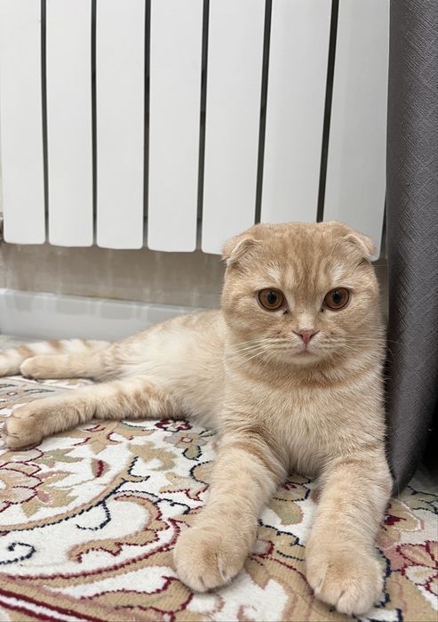 Нужен кот на вязку