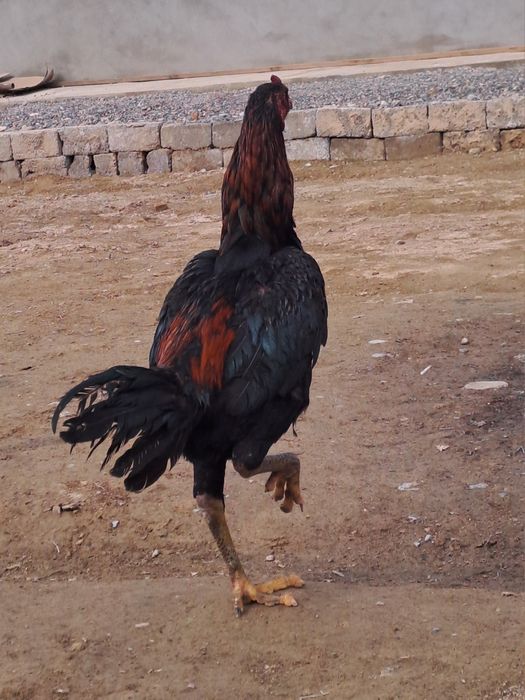 Бойцовский дакан