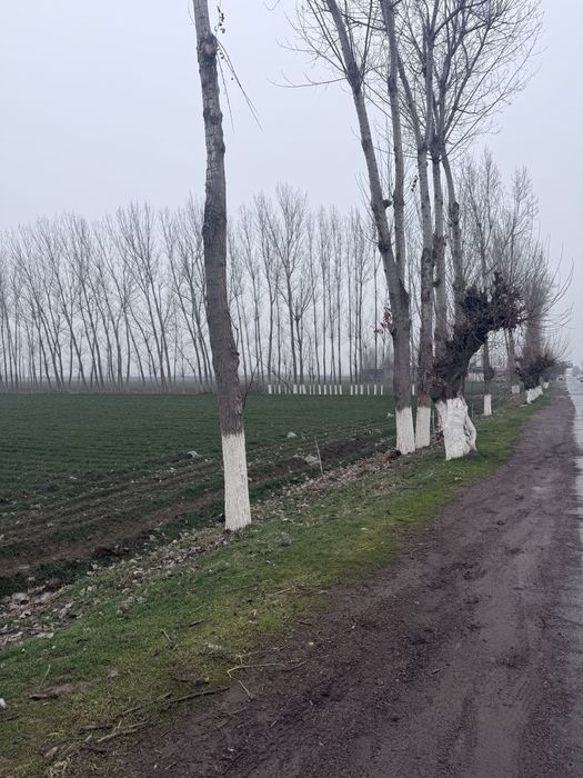 Тераклар сотилади оптом | Terak sotiladi