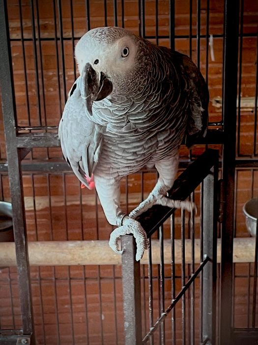 Vând 2 Papagali Jako (Grey African) cu inel