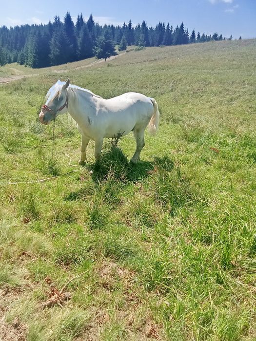 Vând cal frumos și