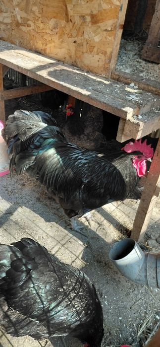 Pui de o zi  australorp