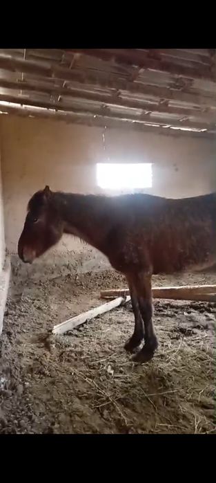 Қысыр бие сатылады