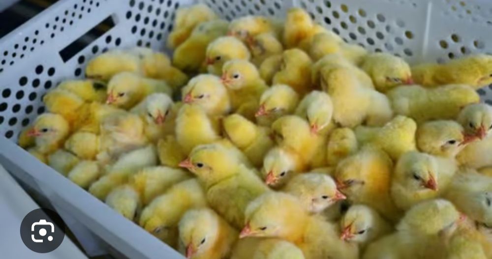 Продам  цыплят Кобб 500