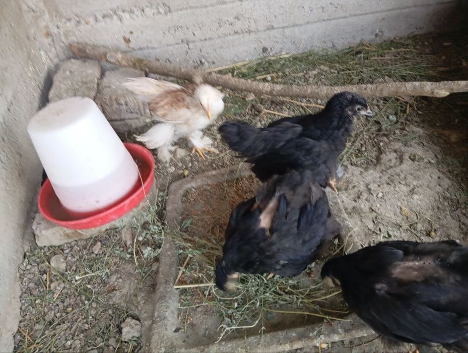Brama joʻjalar sotiladi