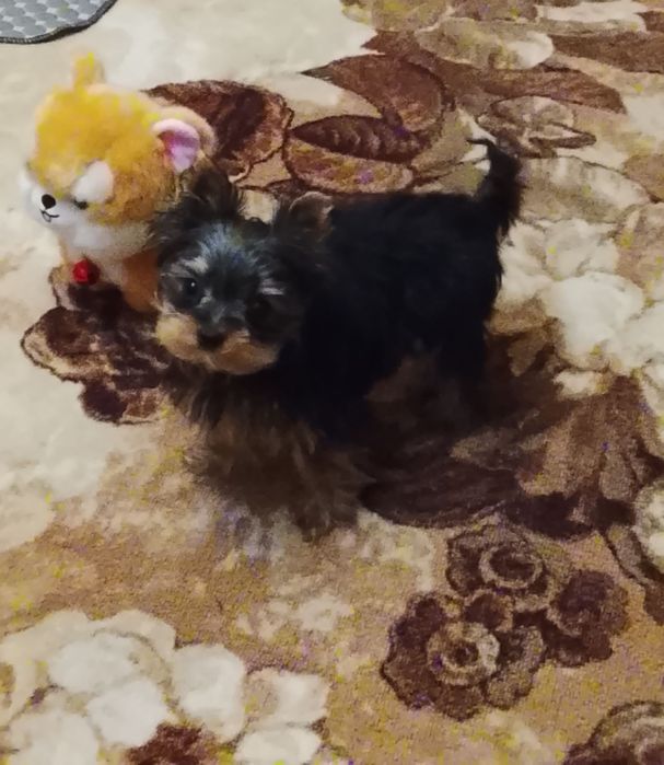 Продается девочка  миник