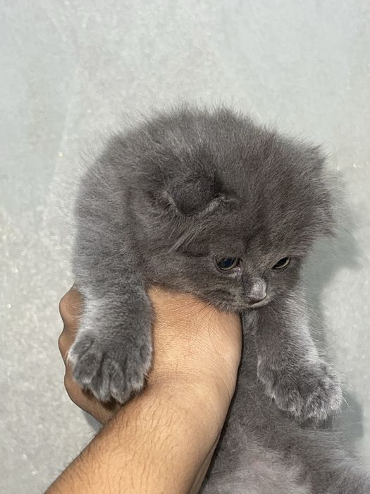 Шотландская вислоухая кошка