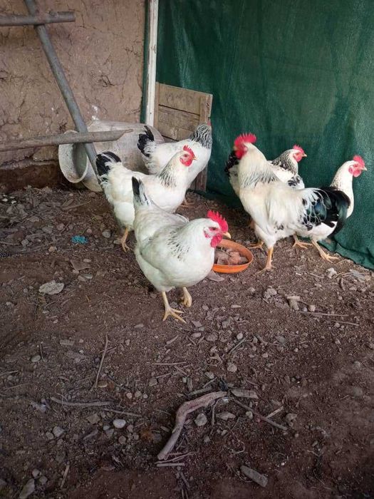 Adler Seribro tovuq tuxumlariga zakaz olamiz