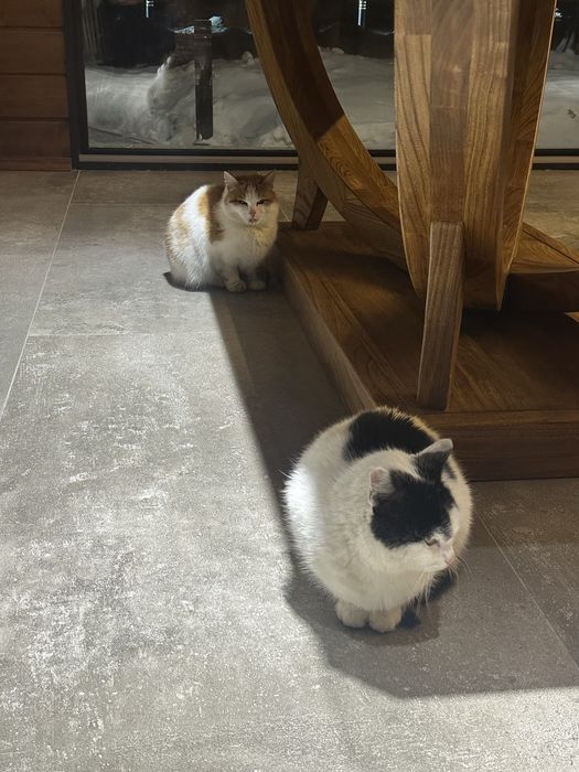 Кошки в добрые руки