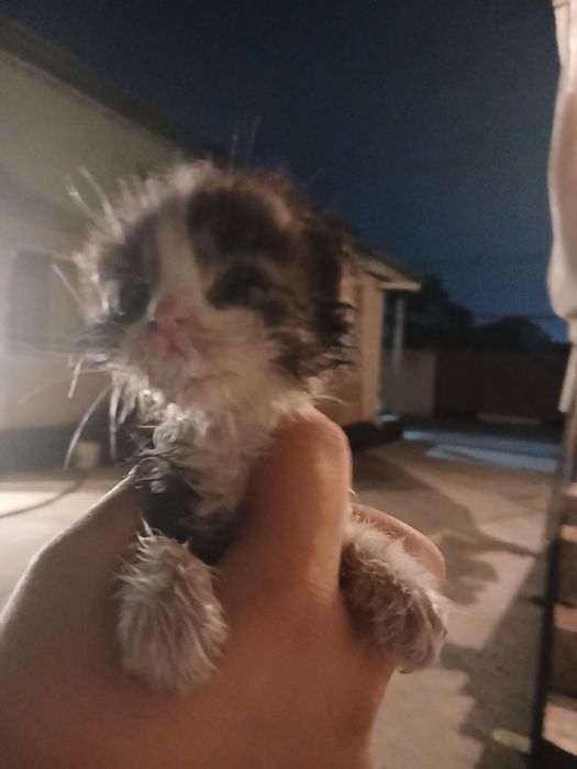 котёнок! свеслоухий
