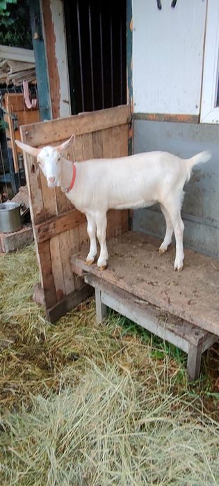 Capre de vanzare Alpin Francez si Saanen