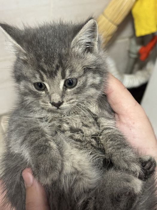 Британский котята