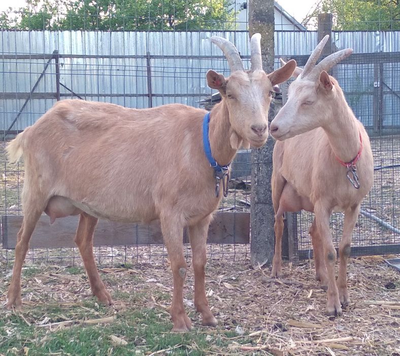 Două capre de vânzare