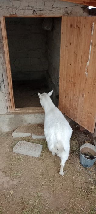 Семиз, бидай жеген ешки