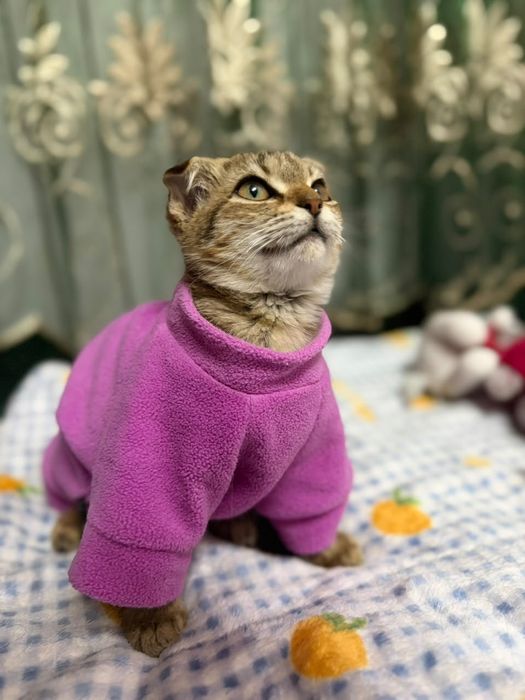 Ласка ищет семью
