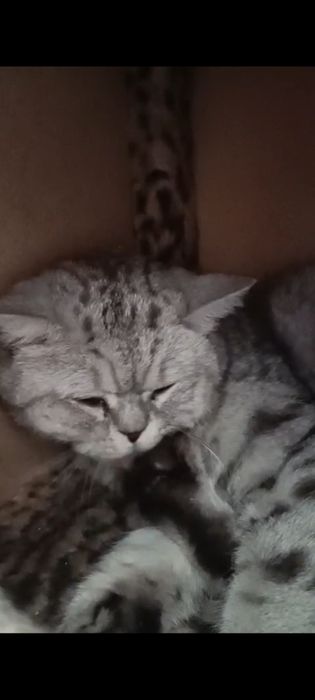 Кошечка ,британка в добрые руки