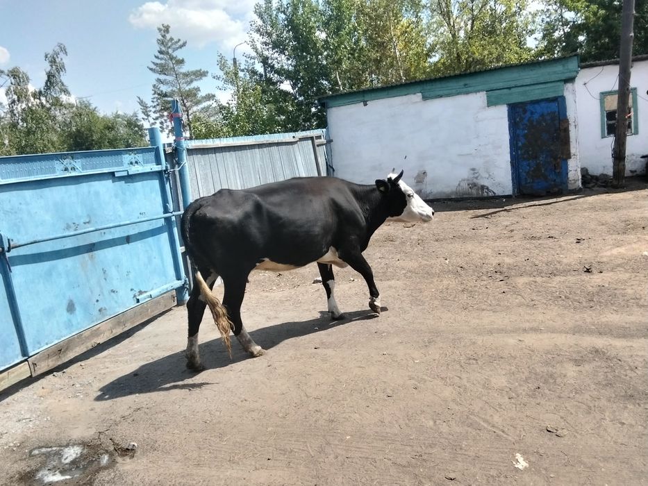 Продам коров дойных