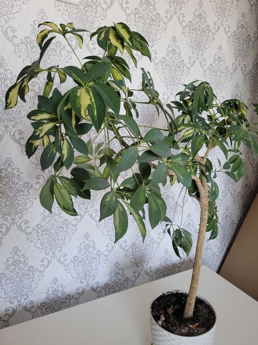 Продам цветок шефллеру