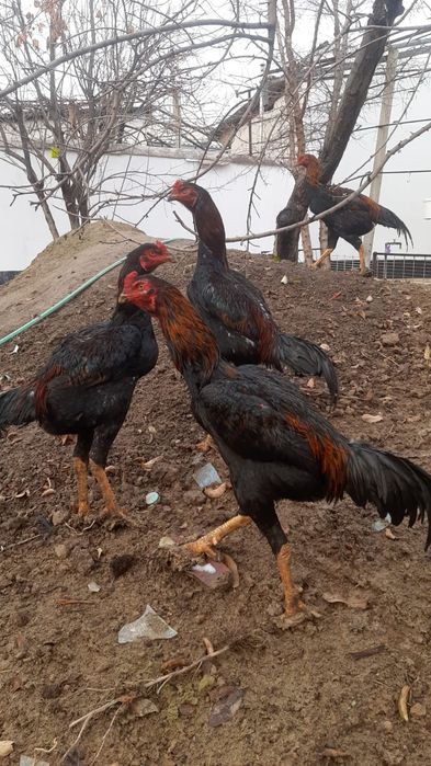 Дакан бойцовский есть