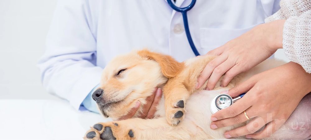 Veterinariya xizmati