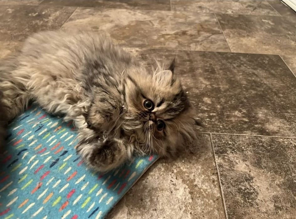 Persana chinchilla golden