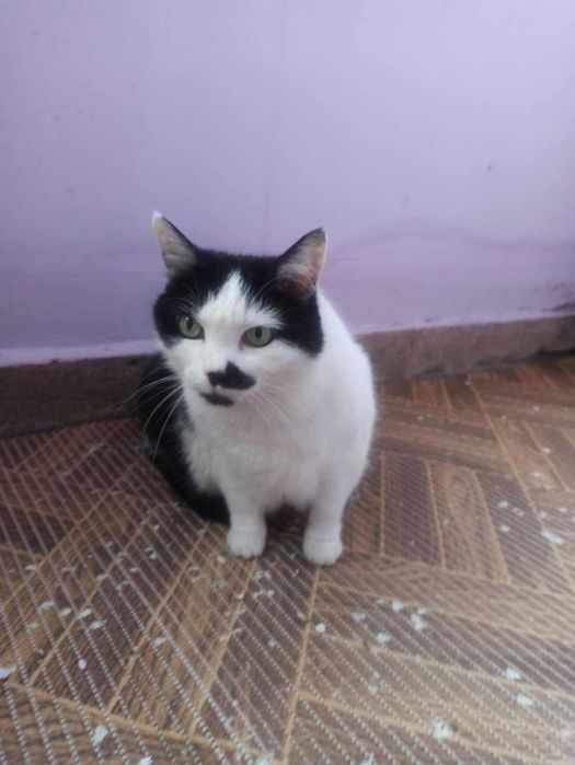 Подаряват се две котенца Джиджи и Джули