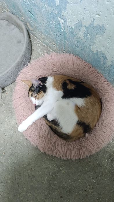 Отдам котенка в добрые руки