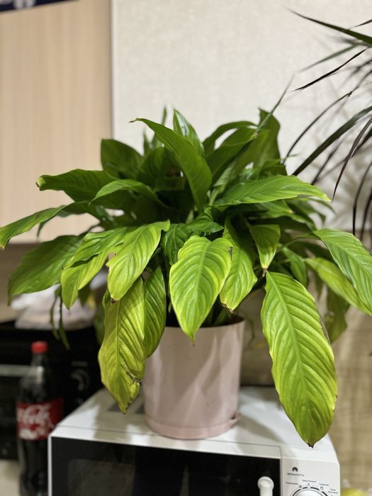 Цветы "Женское счастье"