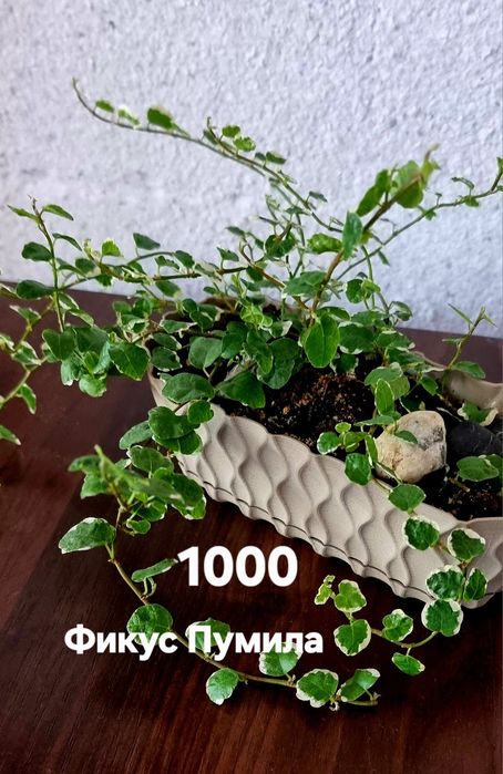 Комнатные растения от 500