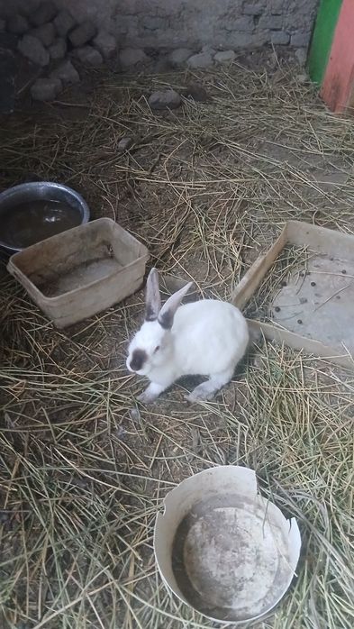 Куён сотилади 120минг