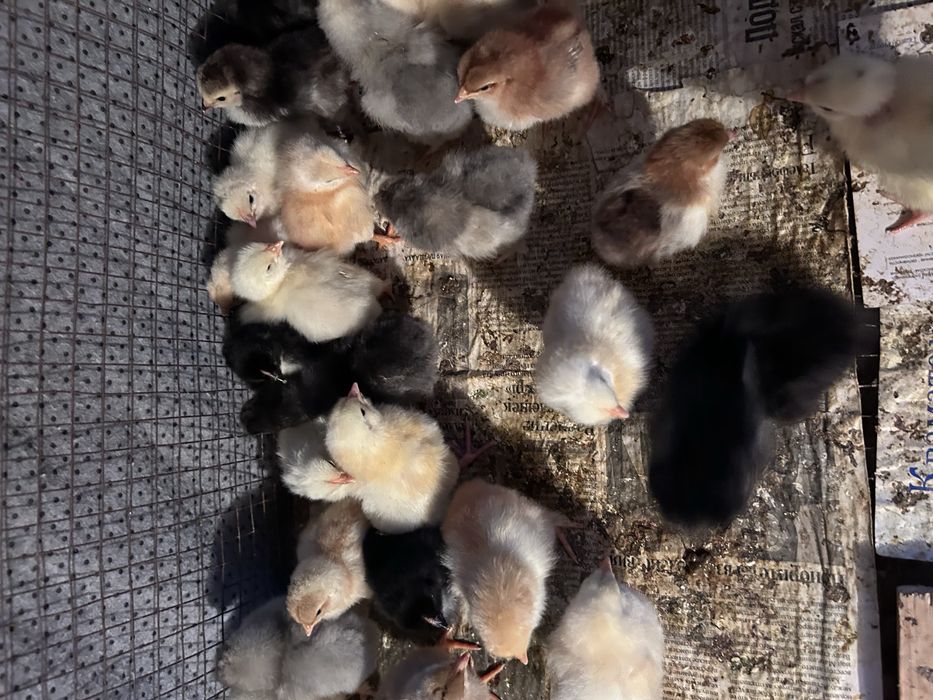 Цыплята простые домашние