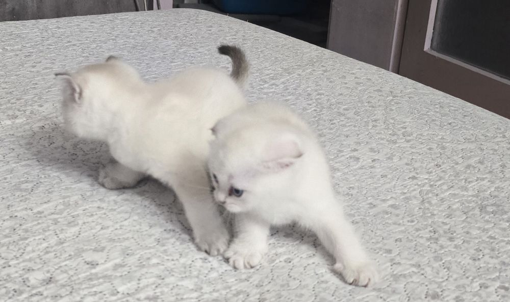 Британски, Шотландски котенца